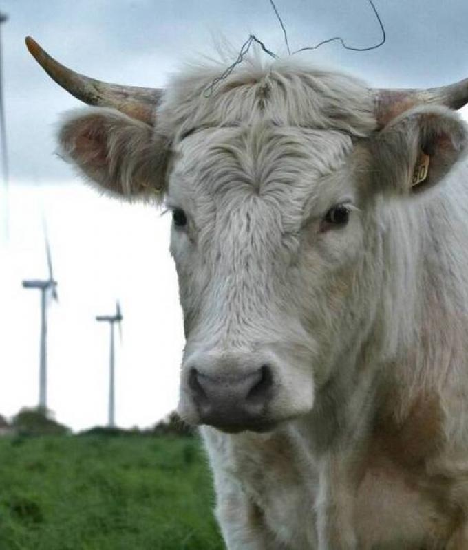 ¿Impactos de los campos electromagnéticos en el ganado? Un estudio intenta ver las cosas con más claridad