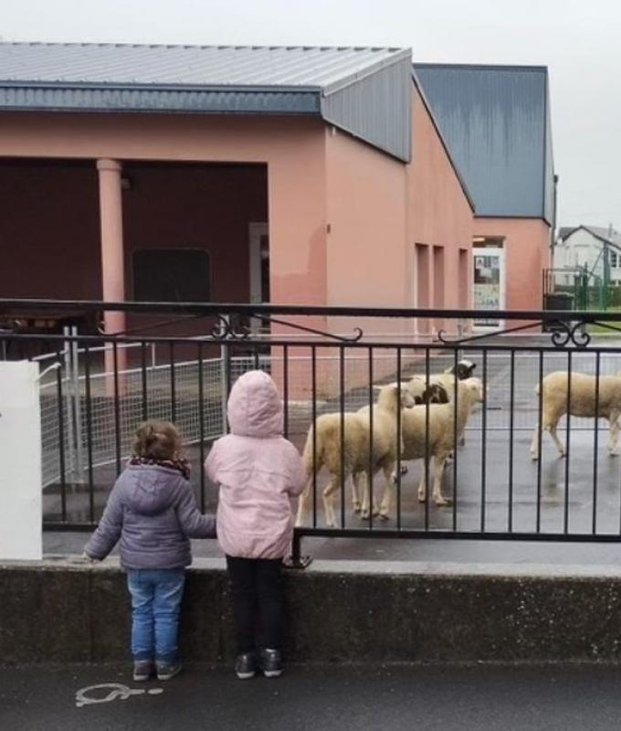 Cuatro ovejas se matricularon en la escuela para salvar una clase.