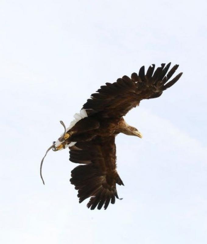 Águila asesinada en Isère: los dos cazadores acusados ​​guardan silencio, se requiere pena de prisión suspendida