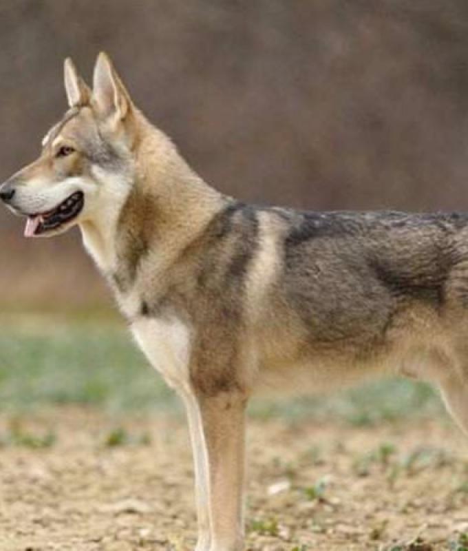 Matanza de perros: el Partido Animalista pide la dimisión del prefecto de Aveyron