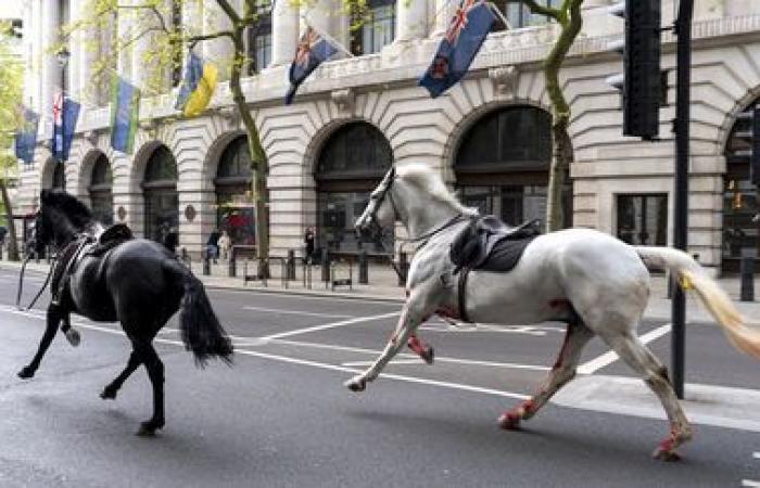 Caballos desbocados causan estragos en las calles de Londres, hiriendo al menos a cuatro personas