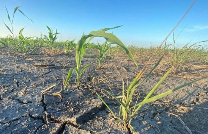 La sequía “preocupa” pero “no alarma” todavía en Manitoba