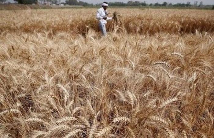 Los precios del trigo se acercan al máximo de tres meses debido a la sequía y los problemas de suministro