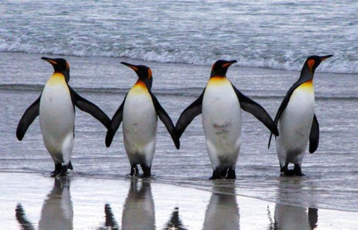 Día Mundial del Pingüino: 25 de abril de 2024