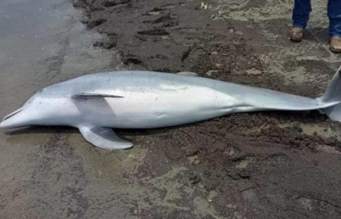 Delfín asesinado a balazos: las autoridades estadounidenses ofrecen 20.000 dólares para identificar al responsable