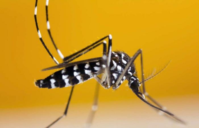 Mosquito tigre: el número de casos de dengue importados a Francia continental bate un récord