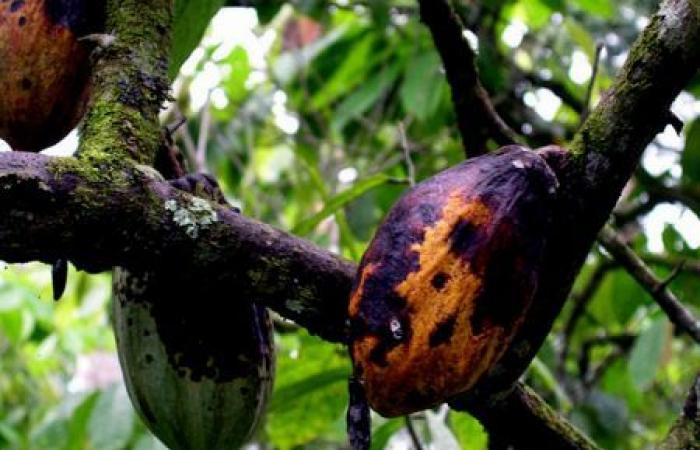 Ghana necesita 2.000 millones de dólares para tratar sus huertos de cacao afectados por el brote hinchado (Cocobod)