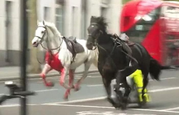Cabalgata en Londres: dos caballos se encuentran en “estado grave”