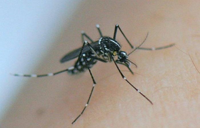 Aumento de los casos de dengue: “El riesgo epidémico no es virtual”, advierte el jefe del servicio de enfermedades infecciosas del hospital de Fréjus