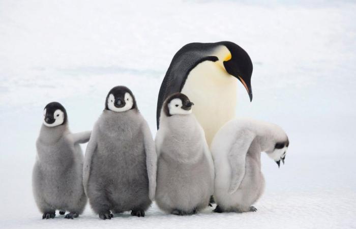 El derretimiento del hielo marino es fatal para los pingüinos emperador