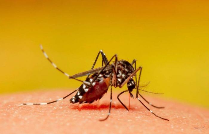 Historial alarmante de casos de dengue en Francia antes de los Juegos Olímpicos: lo que hay que saber