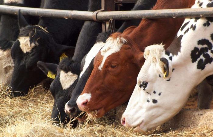 Rastros del virus H5N1 encontrados en leche de vaca pasteurizada.