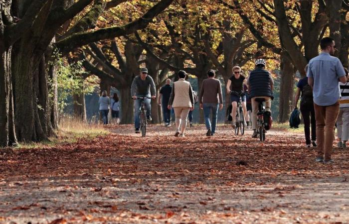 Caminar por un parque fortalece el sistema inmunológico y la salud mental