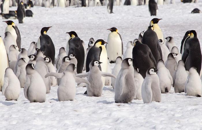 ¿Qué sabes sobre el pingüino emperador?