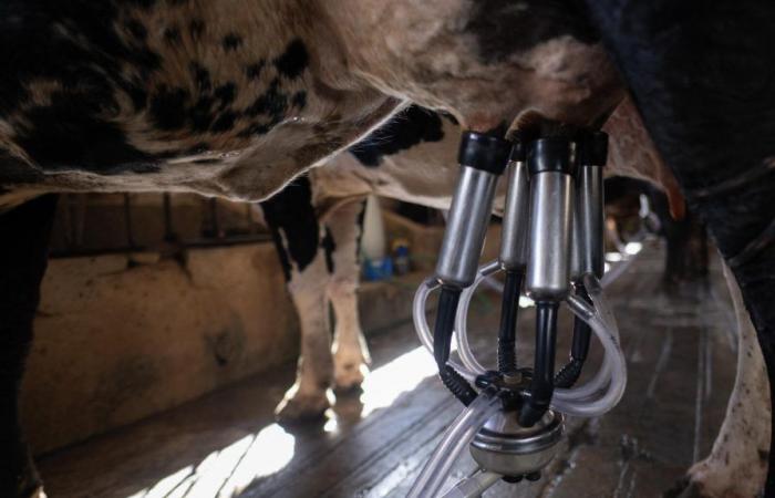 Se detectan rastros de gripe aviar en la leche de vaca, que sigue siendo potable según las autoridades