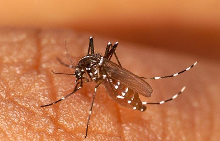 La Costa Azul en alerta ante el resurgimiento de casos importados de dengue