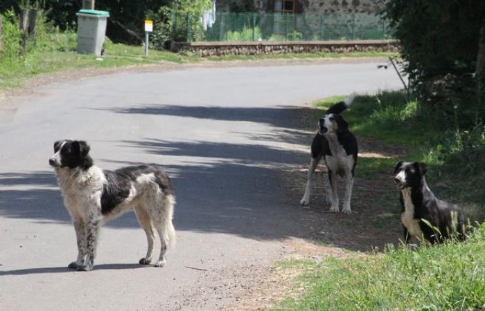Autorizada la matanza de perros callejeros en cinco municipios franceses