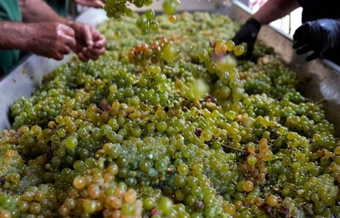 El vino europeo amenazado por las condiciones climáticas extremas