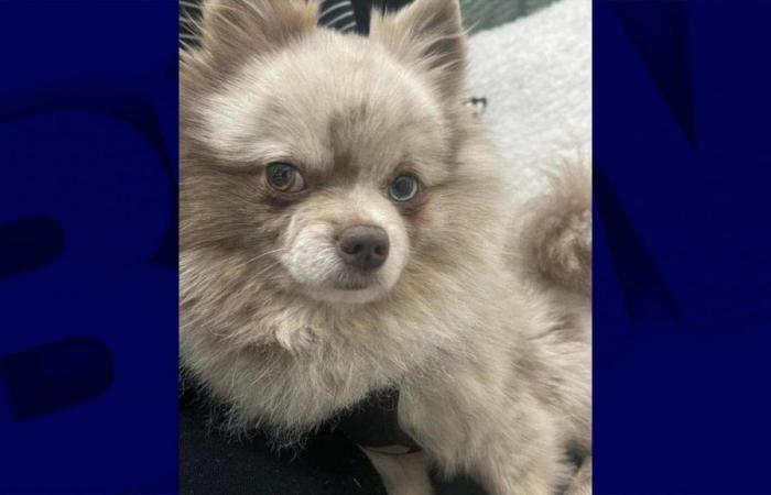 un perro robado encontrado cuatro meses después en Leboncoin