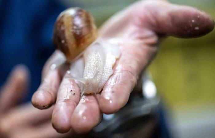 ¿Quién es Toshihide Takase, el productor de caracoles que fascina a los franceses?