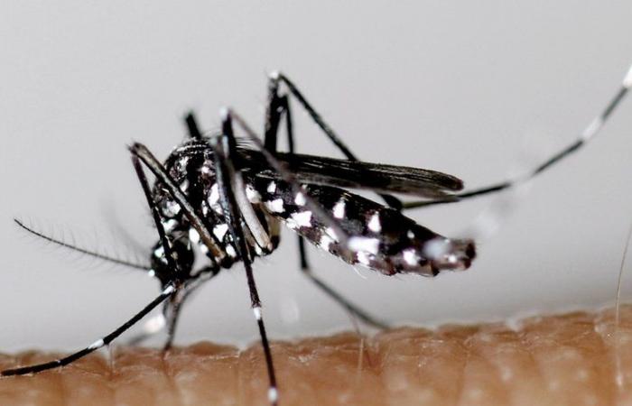 Una operación de control de mosquitos en el centro de la ciudad de Millau por casos de dengue, chikungunya o Zika