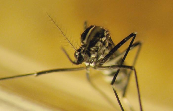 Aumento masivo del costo económico global de los mosquitos invasores y las enfermedades que transmiten