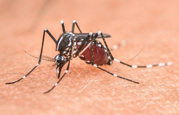 Aumento de los casos de dengue en Francia y la UE: ¿cómo explicar este aumento?