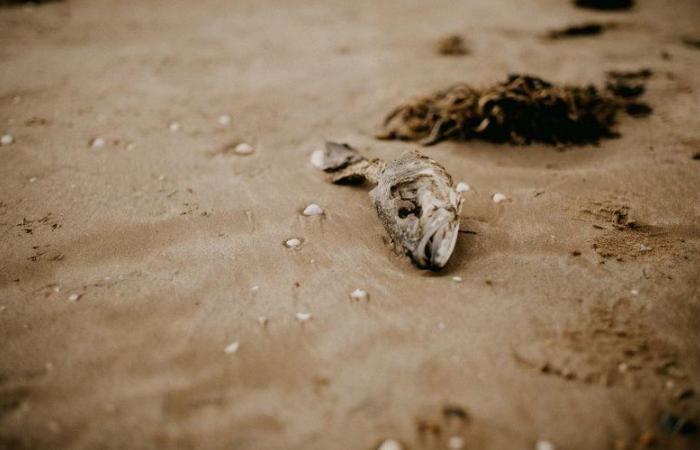 Un olor fétido en un lago: miles de peces en estado de descomposición, muertos por la sequía