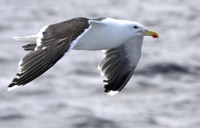 En Côtes-d’Armor, dos nuevas aves portadoras de gripe aviar encontradas muertas