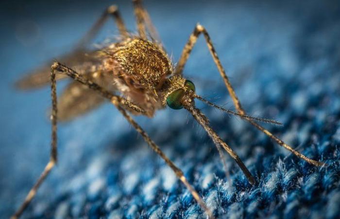 “Una tendencia ascendente continua”: entre enero y mayo de 2024 se registraron cada vez más casos importados de dengue