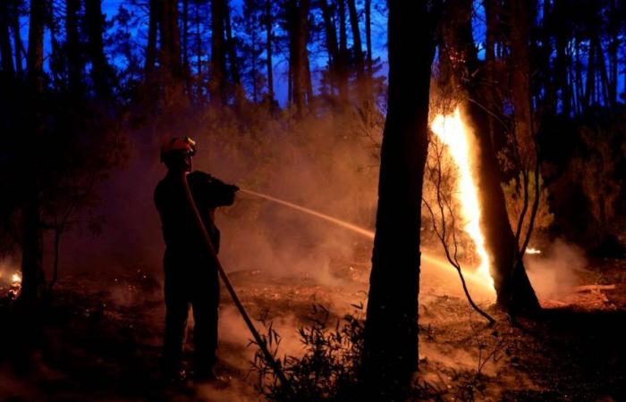 La repetición de los incendios forestales provoca una regresión biológica