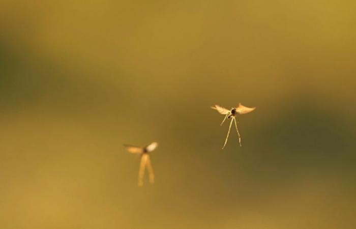 Tratamientos, prevención, secuelas, turismo, comercio… los mosquitos nos cuestan miles de millones de euros