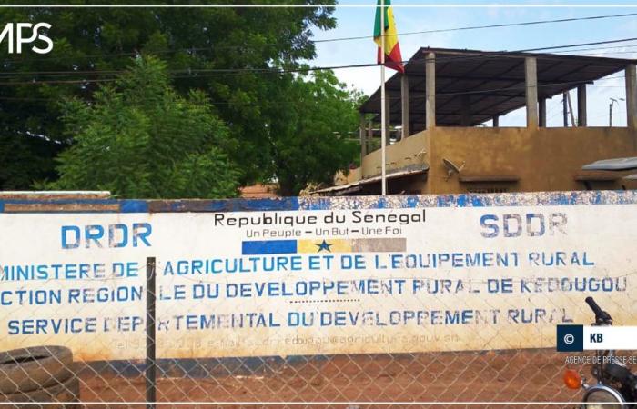 SENEGAL-AGRICULTURA-CAMPAÑA / Kédougou: tasa de siembra del 95% para las semillas de maní (DRDR) – agencia de prensa senegalesa