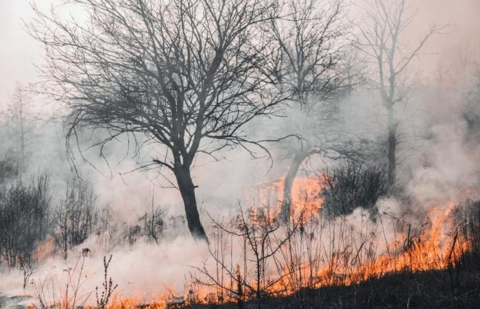 600 hectáreas quemadas en el sur de Francia