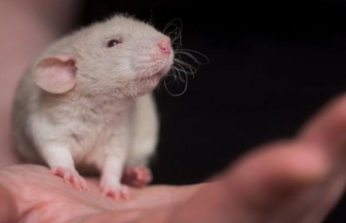 ¿Cuál es esta historia sobre una molécula que ayuda a proteger a los ratones de las enfermedades?
