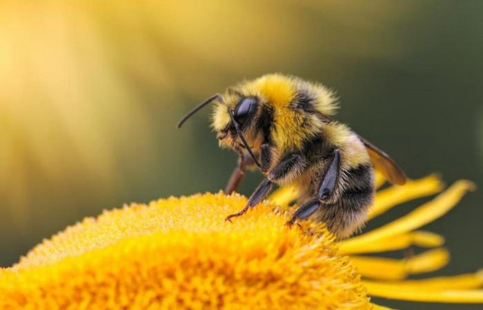 Las abejas pueden detectar el cáncer de pulmón en humanos