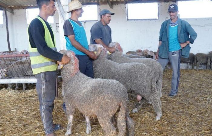 Eid Al-Adha: aquí están los precios de la oveja española en Tit Mellil