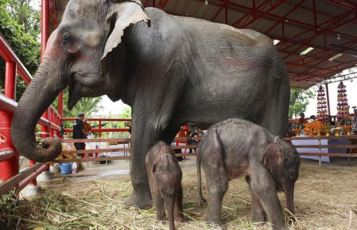 Video. Sin comentarios: ¡las raras crías de elefantes gemelos en Tailandia!