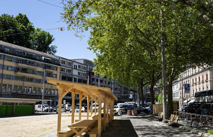 Lausana: caída de un árbol – restablecimiento del tráfico en la rue de la Borde