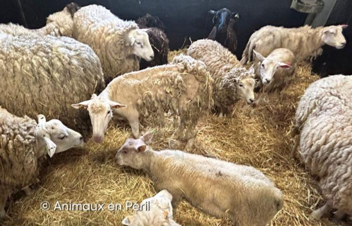 “Una incautación récord”: 500 animales maltratados fueron descubiertos en una granja de Enghien