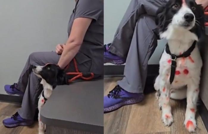 Veterinario usa humor y una peluca para ayudar a su perro a superar el miedo a los hombres (vídeo)