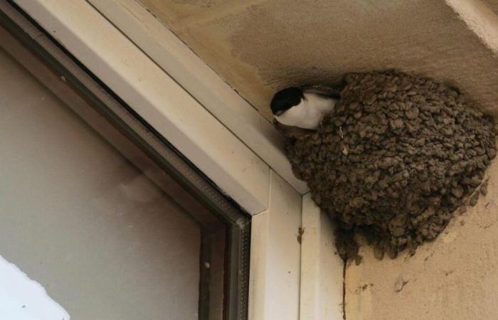 Yvelines: la renovación de su casa frenada… por 43 nidos de golondrinas