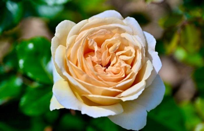 Vaud: La rosa dorada de Nyon es de color vainilla.