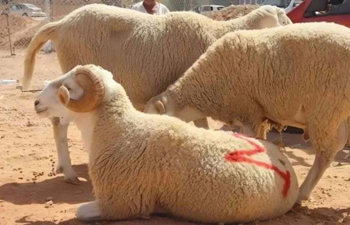 Los precios de las ovejas se disparan en Argelia