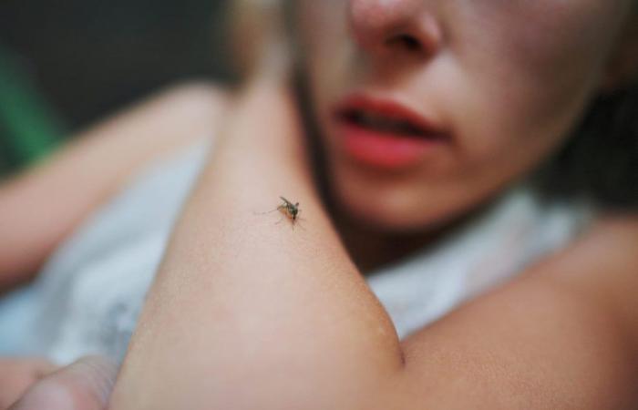 ¿Y si la alergia a las picaduras de mosquitos no existiera realmente?
