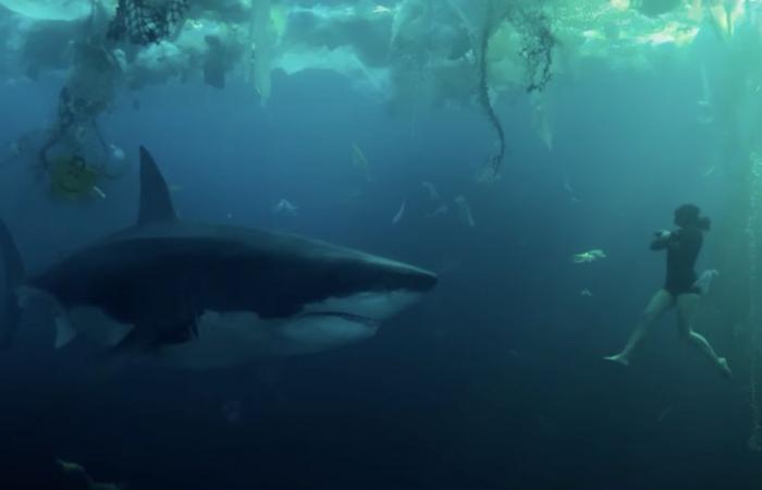¿Un tiburón en el Lez? ¿Podría suceder en Montpellier el escenario de la película “Sous la Seine”, responde un experto?