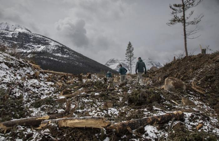 Incendios forestales | Madereros en Banff para salvar el parque nacional