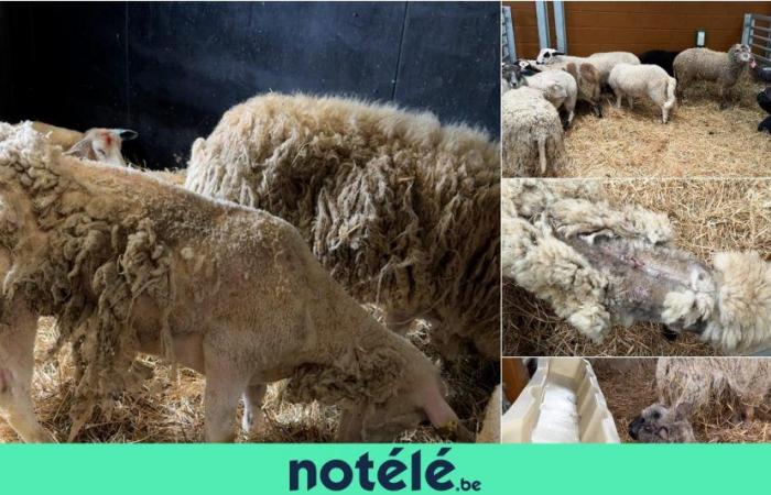 470 ovejas iban a ser sacrificadas ilegalmente con motivo de Eid-El-Kébir