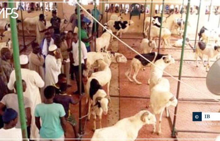 SENEGAL-TABASKI-SOLIDARITE / Tivaouane: cerca de 500 ovejas distribuidas por la familia de Serigne Babacar Sy – agencia de prensa senegalesa