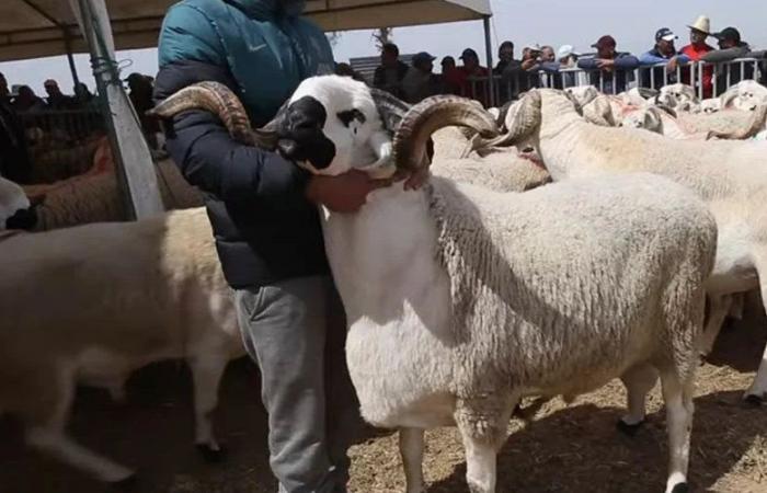 En Marruecos, la carne por kilo sustituye al cordero del Eid